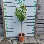 Oleander obyčajný (Nerium oleander) ČERVENÝ - výška 80-100 cm, kont. C5L (-10/-12°C) NA KMIENKU